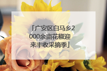 广安区白马乡2000余亩花椒迎来丰收采摘季